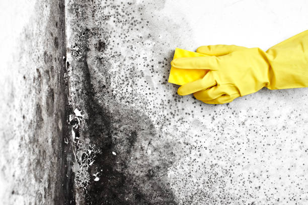 Trusted Jonestown, TX Mold Removal Experts