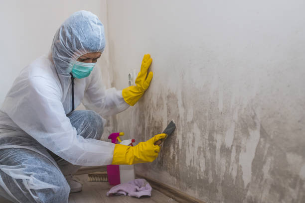 Certified Mold Removal in Jonestown, TX