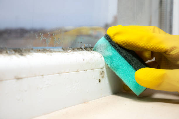 Best Mold Remediation  in Jonestown, TX