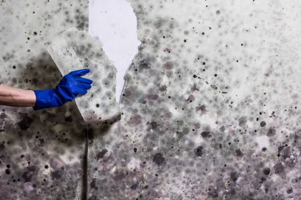 Attic Mold Removal in Jonestown, TX